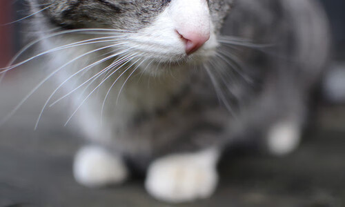 东亚黑马撕破铁幕，北京队决赛怒斩凯尔特人，欧文加冕关键王