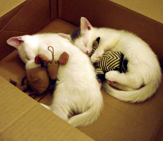 定音鼓与指挥家，恩比德定调，深圳交响乐团奏出窒息节奏完胜山西