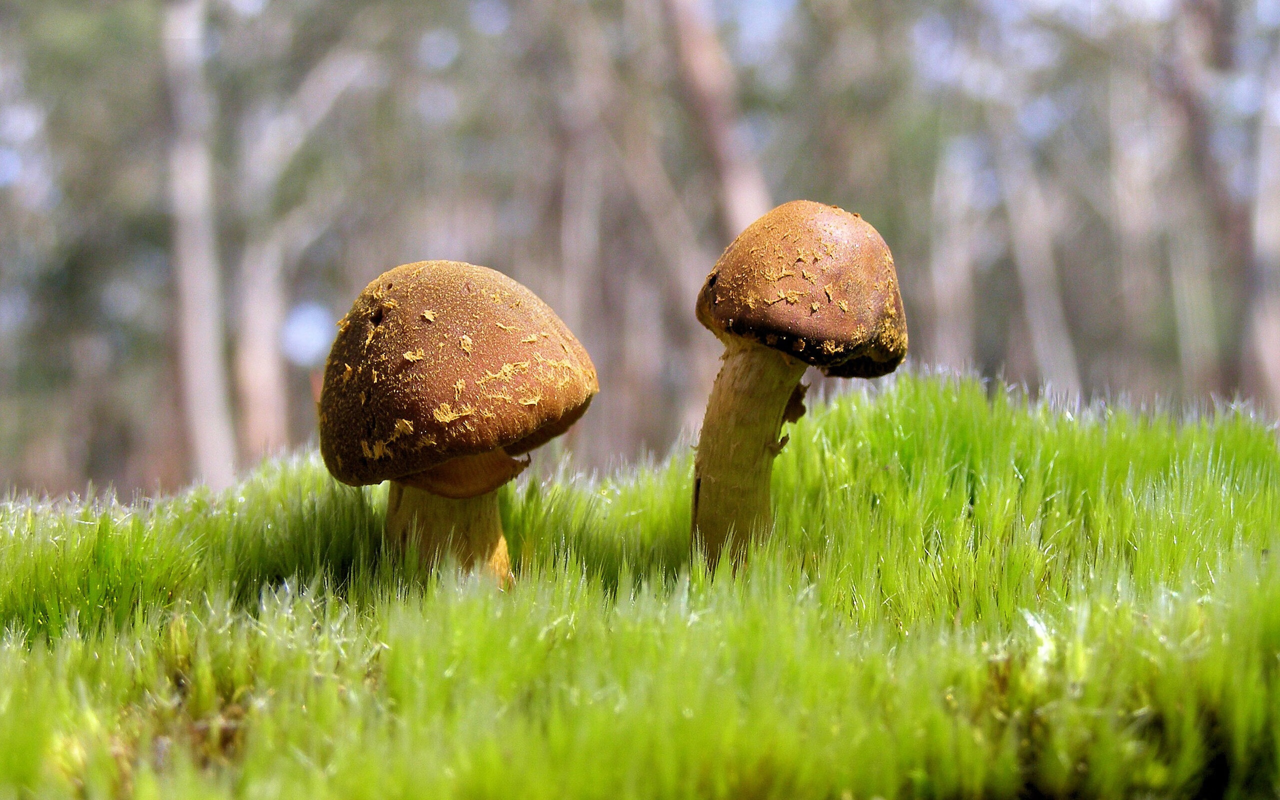 锁链与利刃,猛龙窒息式战术牢笼困住尼克斯,哈利伯顿化身破局密钥