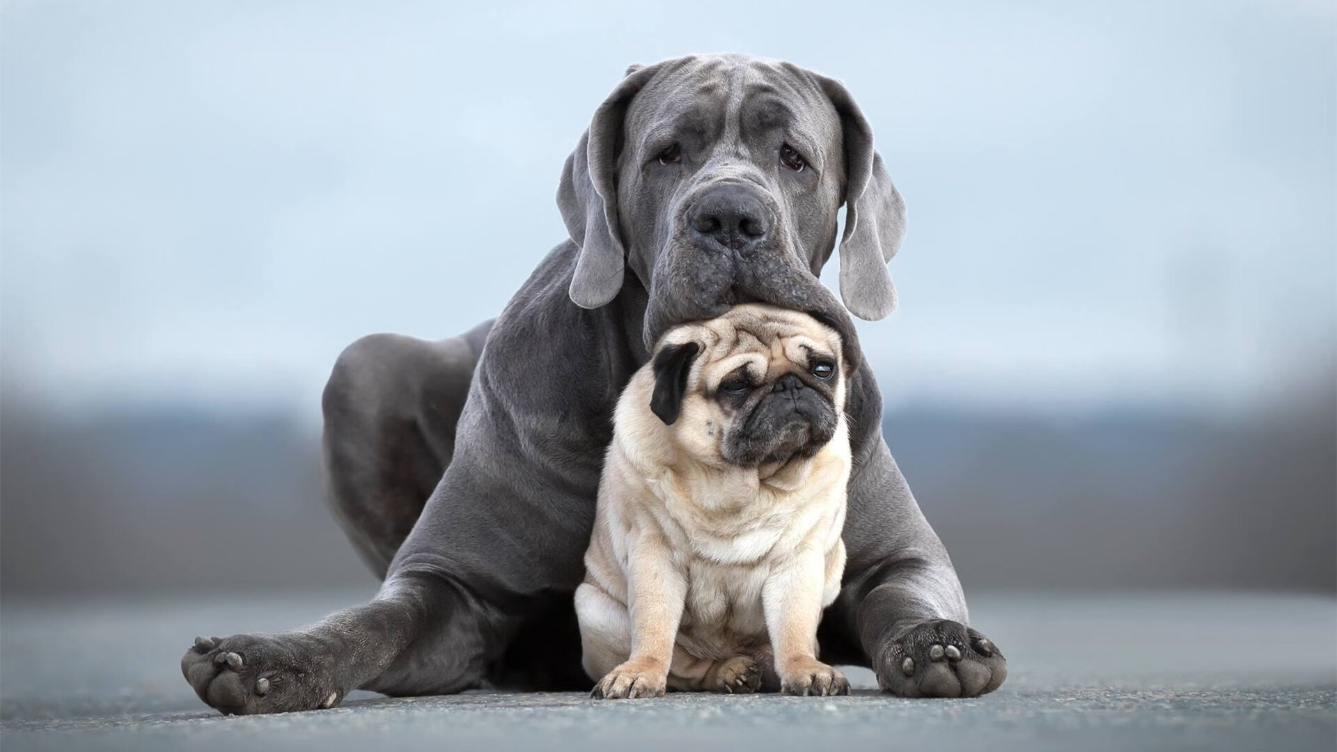 当广东秘籍对上NBA神射,一记绝杀与布克的存在感宇宙