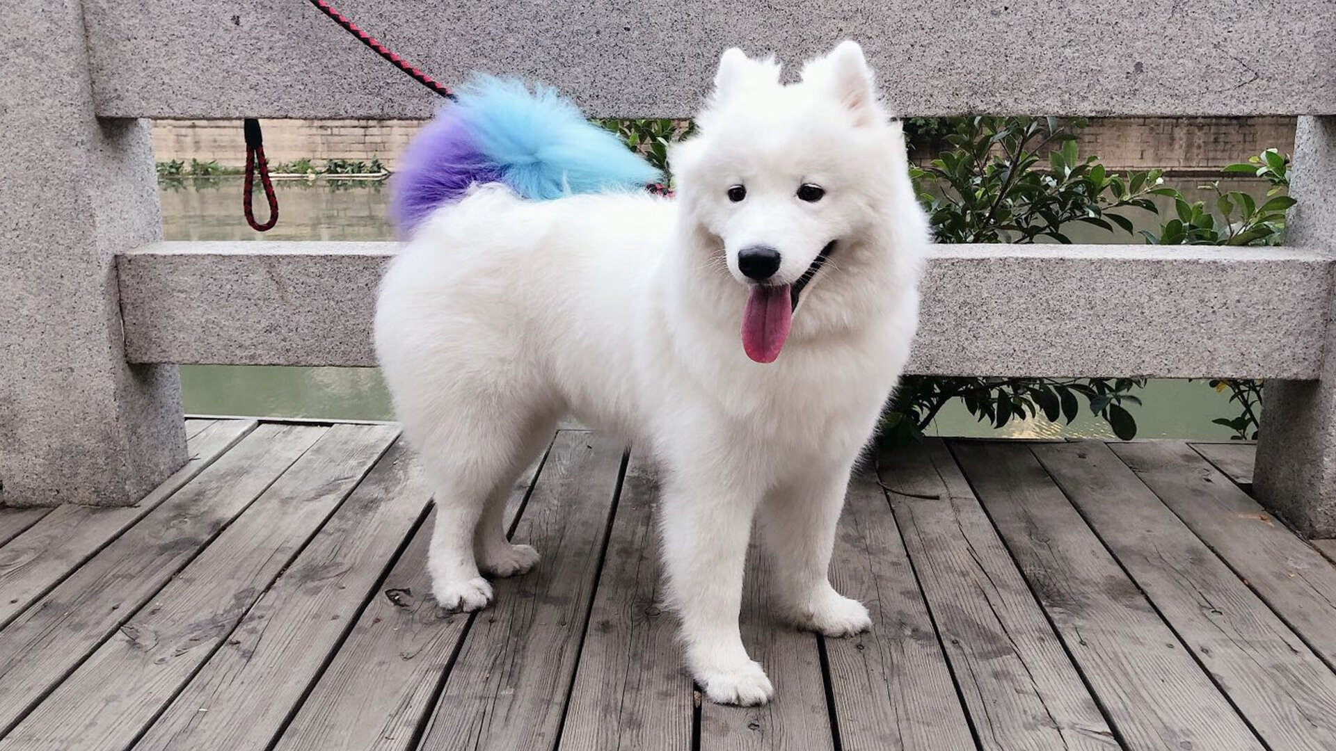 国境与旗帜之间，卡瓦哈尔扛起双重山河