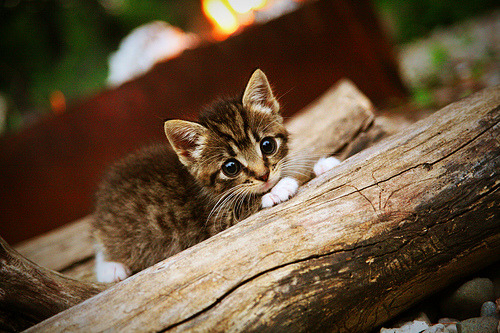 历史之夜，保罗第20000分跨越篮球次元，湖人破界击败十冠王广东