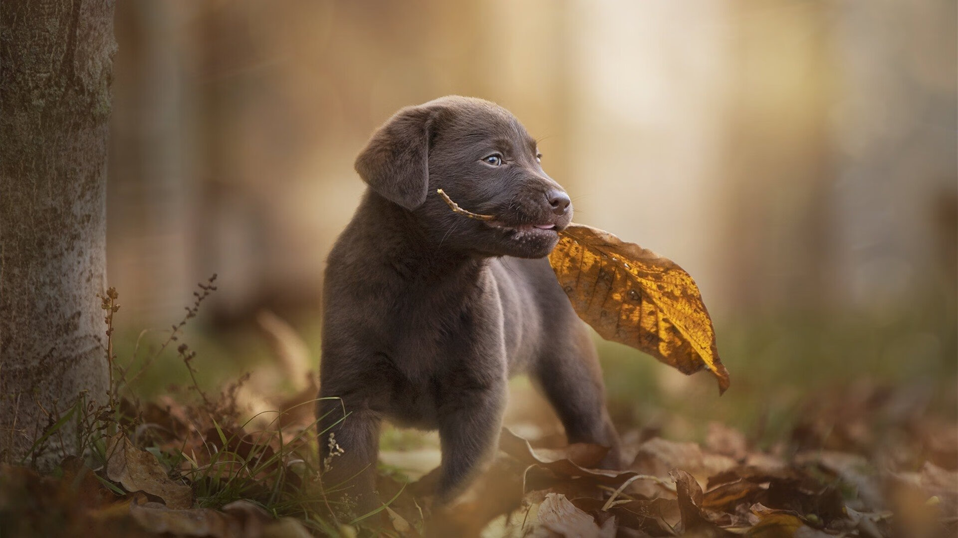 惊天大逆转！阿劳霍让AC米兰在喀麦隆的土地上，完成了最硬气的转身