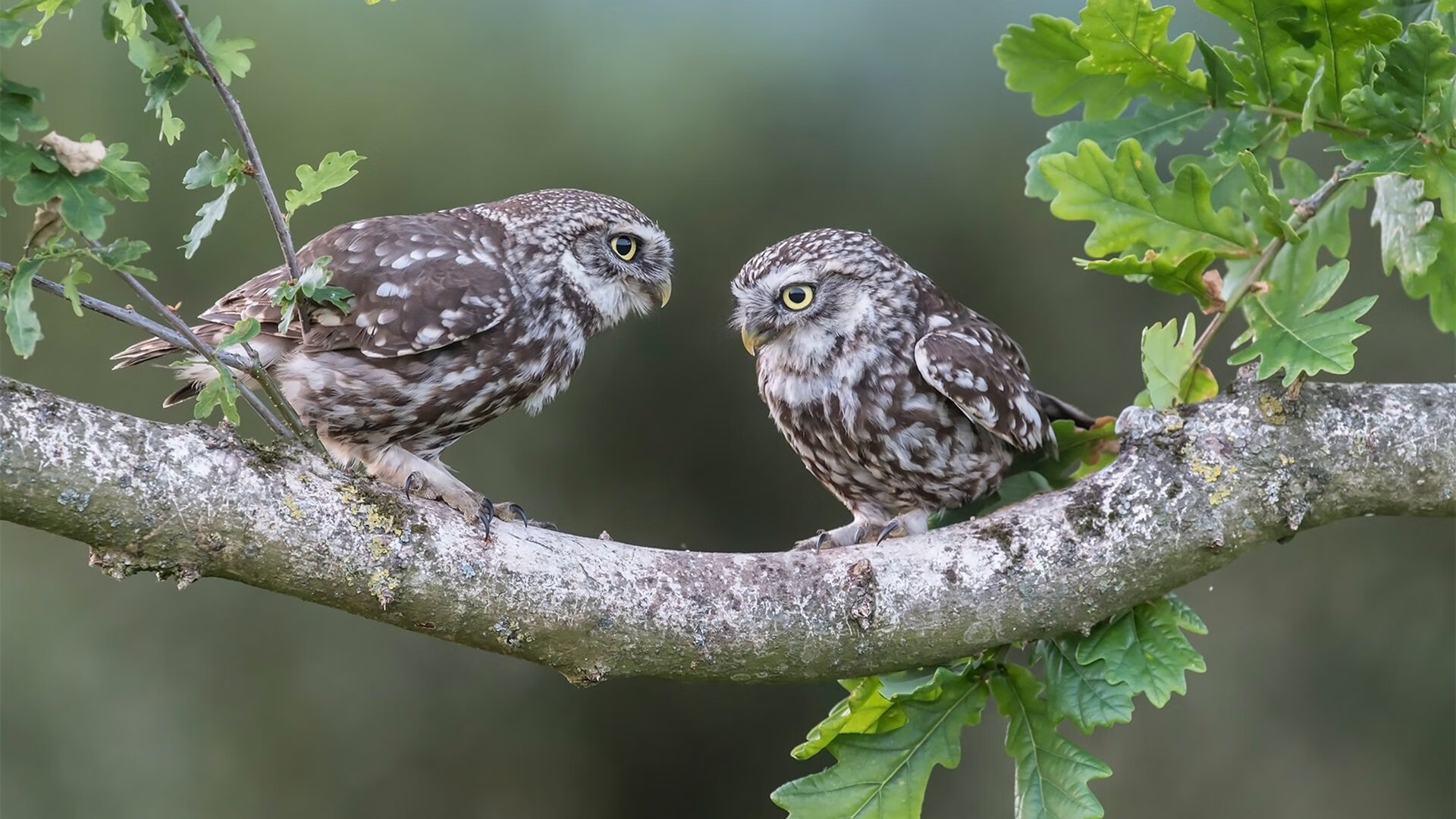 天空之喙刺破雷霆，乔治关键一投定乾坤