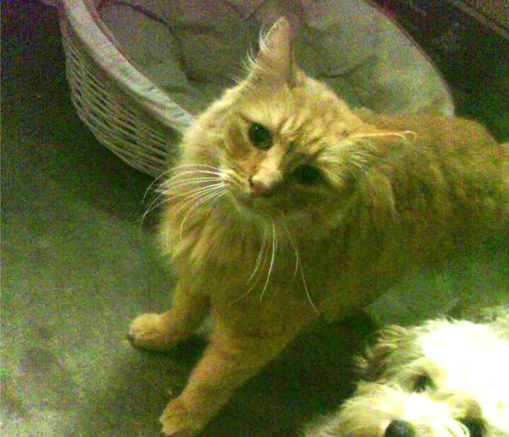 悬念在跳球前就已结束，数据霸权如何重塑篮球比赛的唯一性