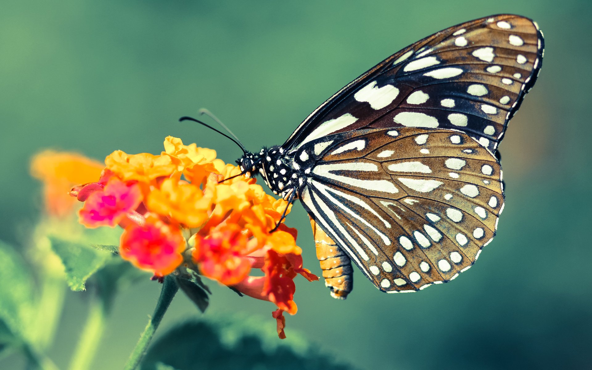 草根逆袭与巨星归来，当步行者用战术杀死巨兽，莫兰特用天赋改写剧本