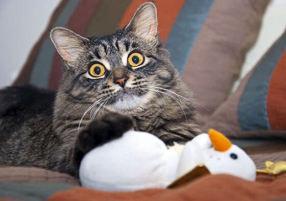 北欧神话与东决魂的交融，三笘薰关键战接管，芬兰式收割英格兰