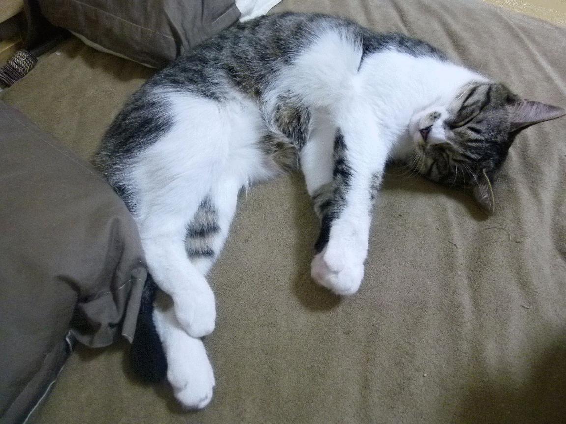 篮球与足球的激情碰撞,多特蒙德掀翻国际米兰的NBA式总决赛