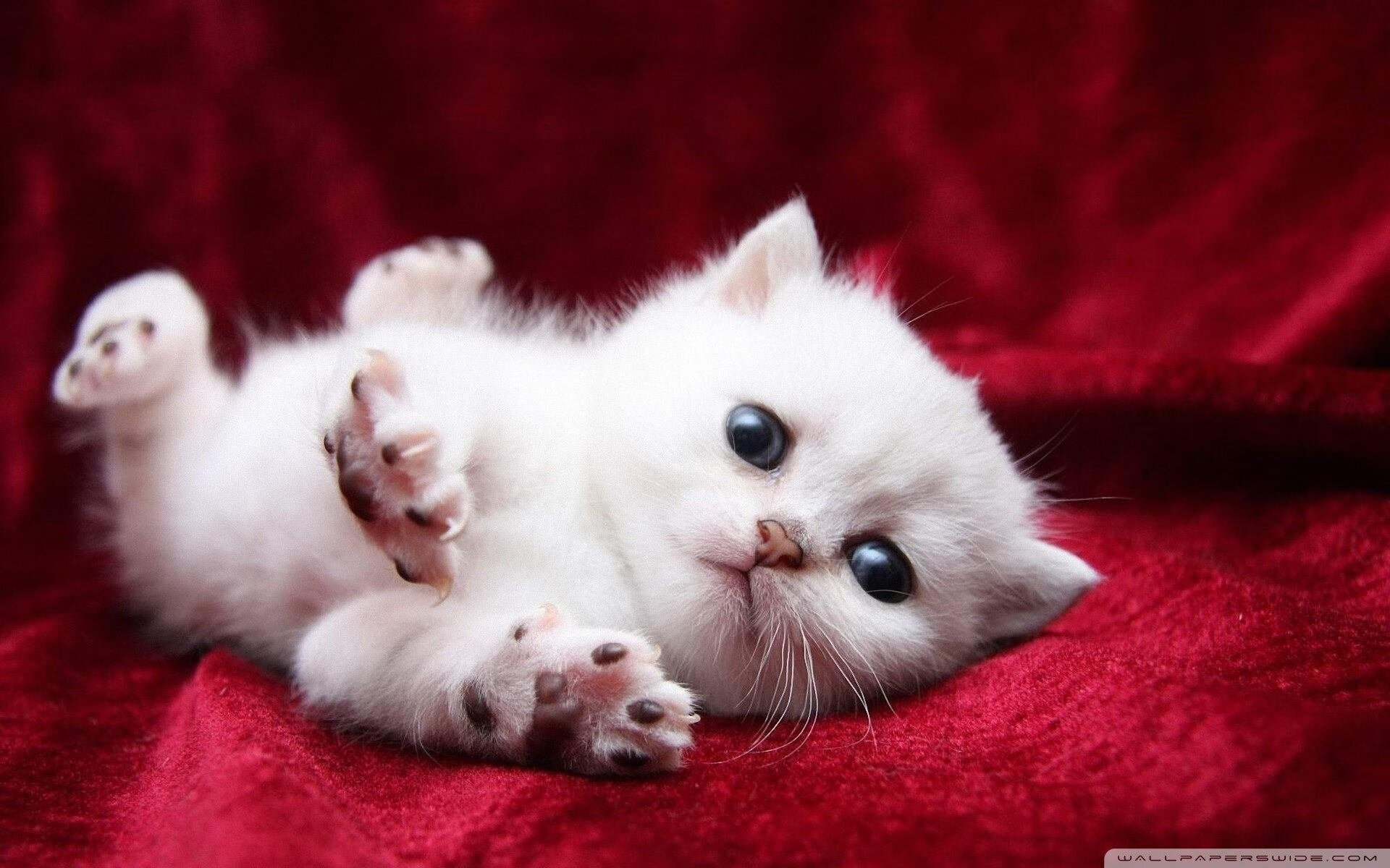 爆冷之夜，独行侠诞生，当硬仗之王马克西撕裂森林狼的钢铁防线