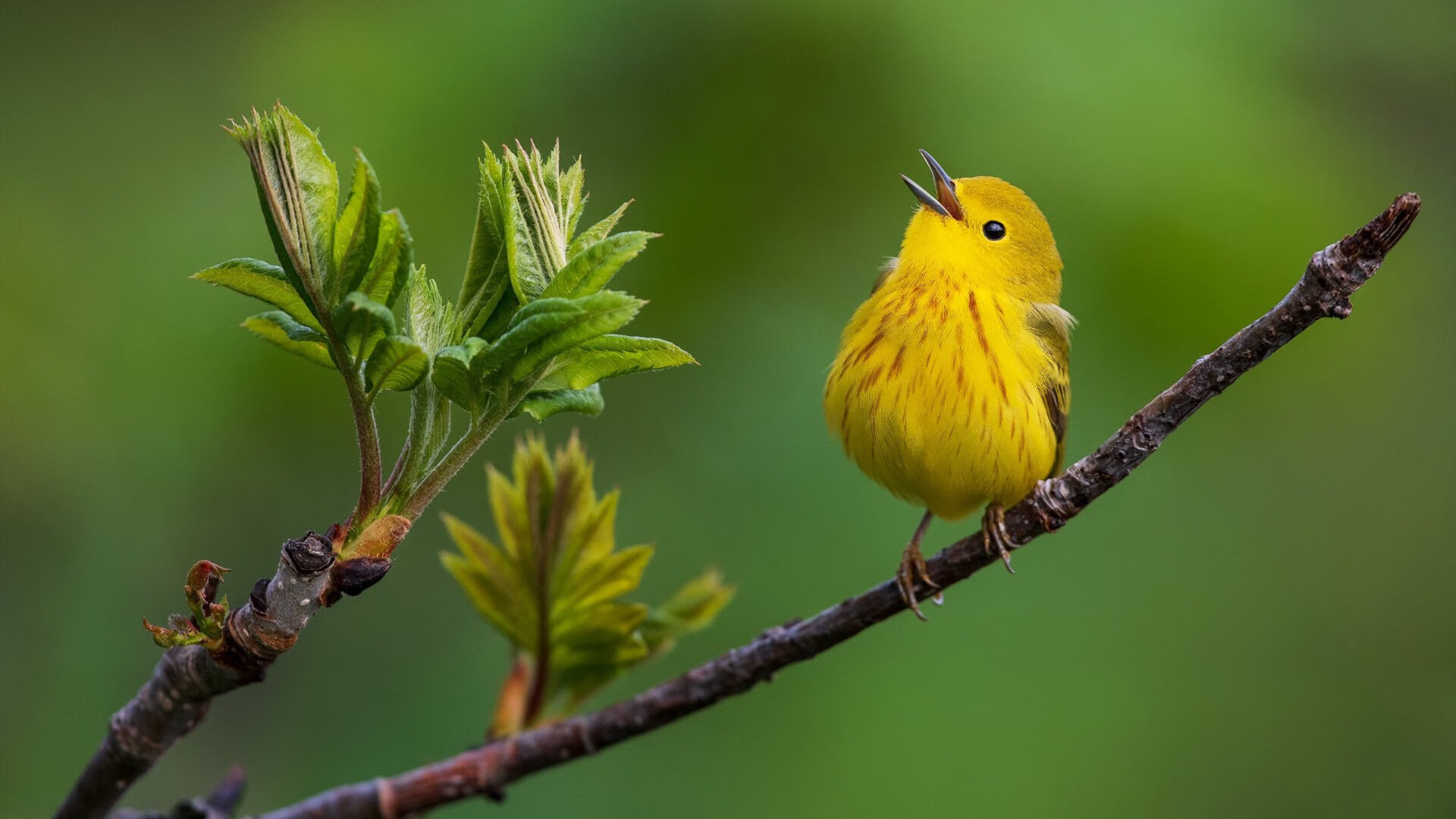 戈麦斯，缝合离散世界的90分钟