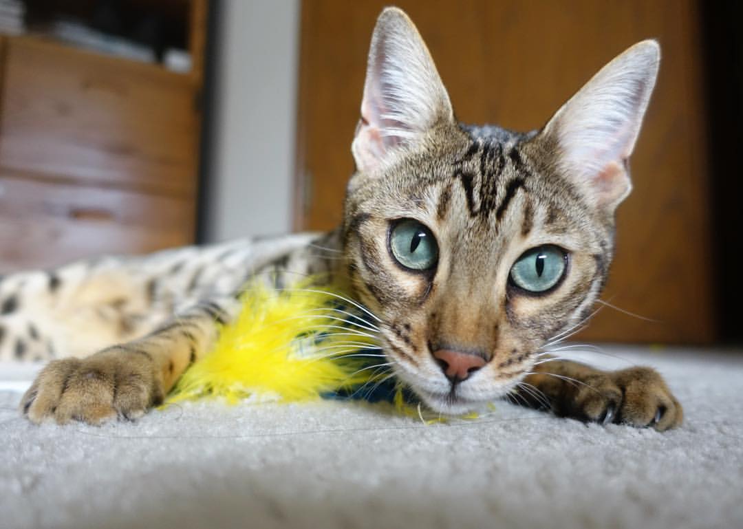 钢铁丛林中的圣杯,当恩佐用数据镌刻唯一的统治力