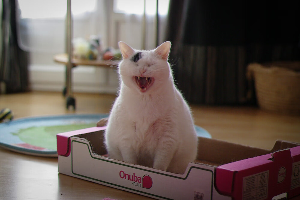 意甲巅峰战暗流涌动，阿根廷双子星对决改写西甲格局