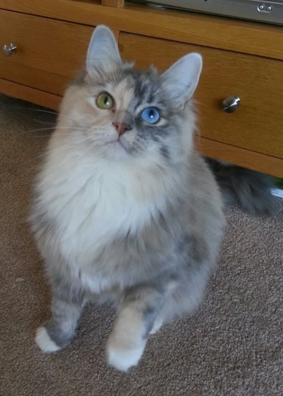 工业之谜，爱德华兹如何用最冷静的火焰，熔化了广东的钢铁防线？