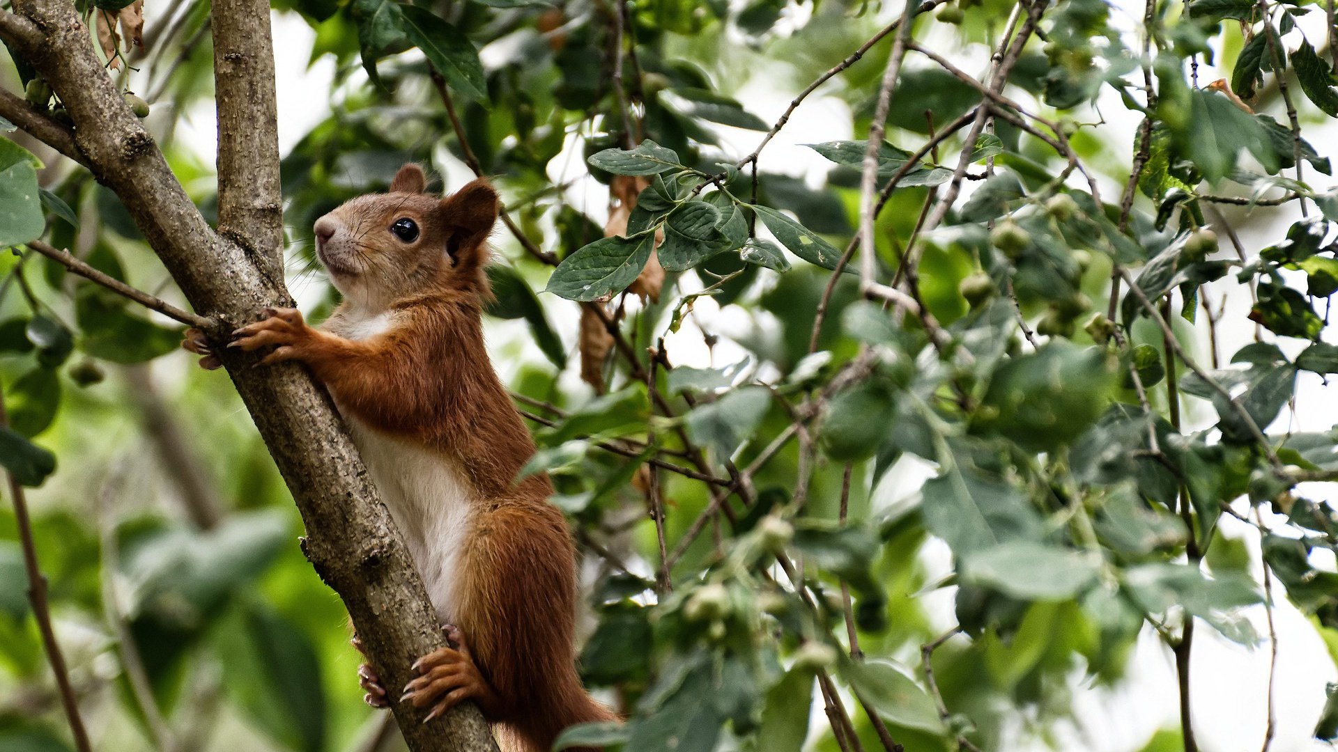 托尼·威廉姆斯，撕裂南非防线的威尔士幽灵