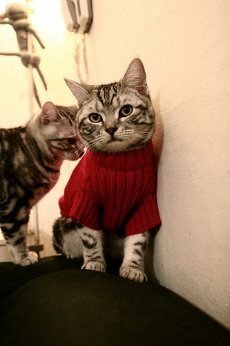 非洲铁骑的逆袭，斯通斯如何一己之力摧毁巴西防线，摩洛哥生死战改写历史