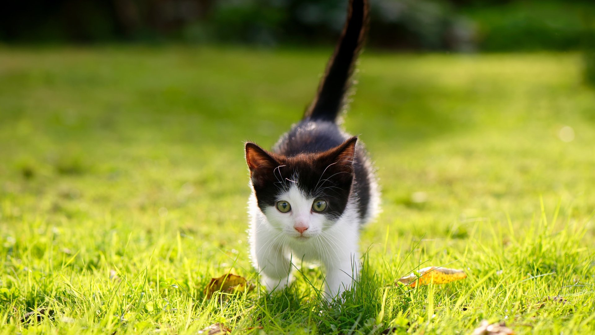 猎豹利爪下的奇迹，努涅斯与保加利亚的唯一法则