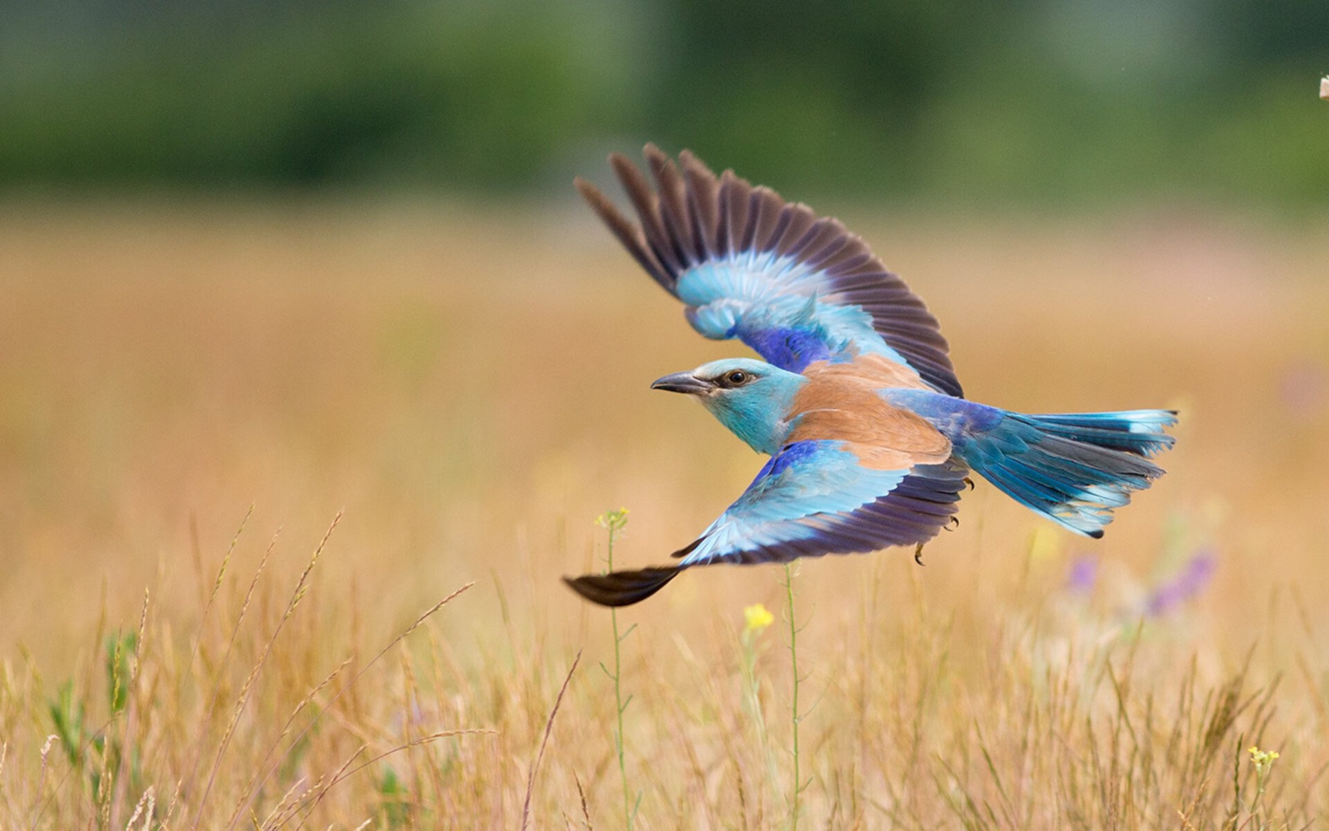 炼狱与史诗，2026世界杯E组焦点战，苏亚雷斯导演伊拉克绝杀罗马尼亚