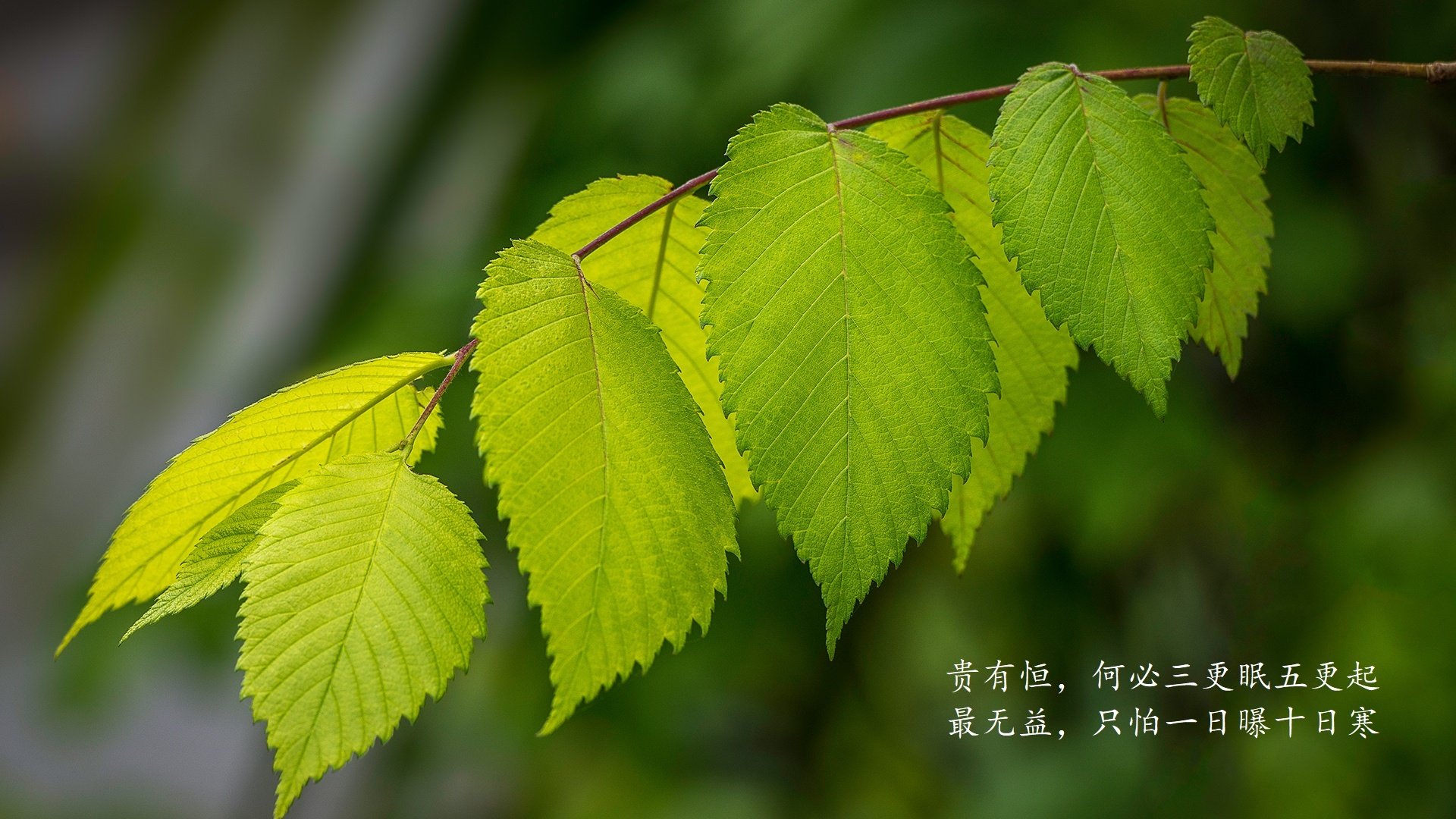 碾碎与重生，2026世界杯揭幕战上，比利时钢铁洪流下的加纳悲歌，以及塔雷米那记改写命运的致命一击